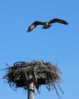 14 Aigle pêcheur & son nid