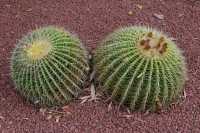 25 Hyde Park, Cactus