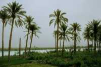 274 (L’Euphrate près de Ur et Eridu  (banlieue de Nasiriah).)