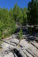 017 Sous-bois près de Mud Volcano