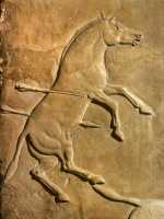 657 Les chasses du roi Assurbanipal
