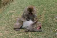 125 Macaques du Japon