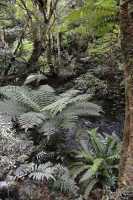 138 Fougères (près de Purakaunui Falls)