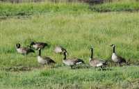 74 Oies du Canada (Bernaches)