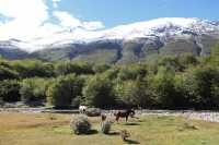 104 Rio Pipo - Chevaux