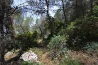 46 Sur les pentes du Mont Thabor