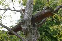 027 Sculpture Tikitere