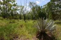 39 Les Cycads arbustes survivant du temps des dynosaures