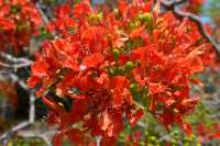 05 Kursi - Jardin à l'entrée du monastère