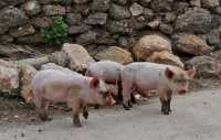 40 Petits cochons