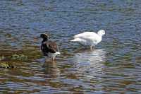 077 Ouettes marines (Chloephaga hybrida) le mâle est blanc