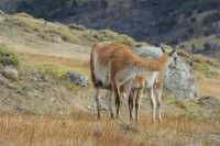 31 Guanacos mère & fils