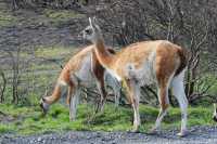 051 guanacos