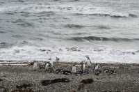 049 Pingouins - Seno Otway