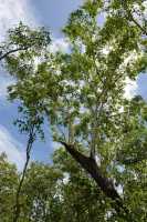 09 Forêt près de Yellow Water