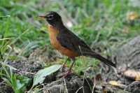 17 Oiseau rouge à Central Park