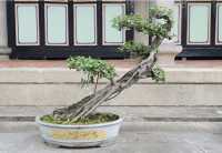 19 Temple de Confucius - Bonzaï