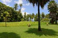 053 Jardin botanique de Motu Ovini