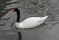 108 Cygne à cou noir