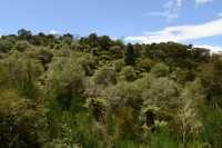 118 Forêt (Waimangu) B