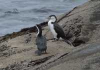 066 Cormorans au bout de Doubtful Sound