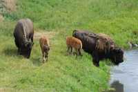 53 Bisonneaux & leur mère