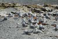 128 Mouettes (scopuline)