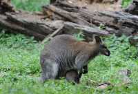 071 Wallaby de Bennett