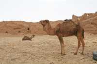 09 Enclos des dromadaires *