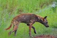 01 Dingo galeux - Arnhem Highway