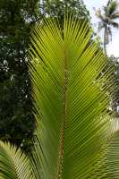 066 Palme - Jardin botanique de Motu Ovini
