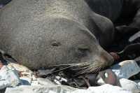 072 Otarie (lion de mer) - Kaikura