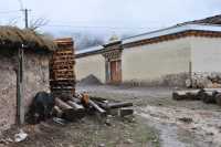06 Cochons noirs sous la pluie
