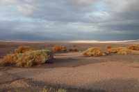 43 Buissons & plaine