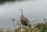 058 Ouette de Magellan