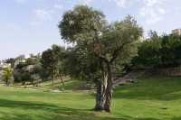 10 Olivier dans la vallée de la Géhenne