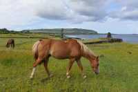 11 Cheval & Hanga Kio'e