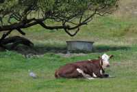 56 La vache & l'oiseau