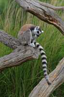 18 Lémurien (Maki Catta)