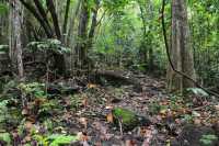 31 Vers la cascade d'Afareiatu - Moorea - Côte est