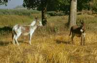 332 Entre Apollonie et Thessalonique