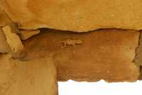 67 Gecko (Ptyodactylus guttatus - Fan-fingered gecko).jpg