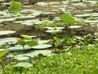 52-Nénuphars
