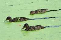 067 Canards