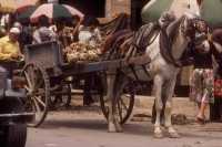 271 Damas marché rempart sud ouest