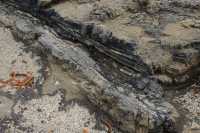 056 Bois fossilisé - Curio Bay