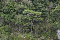 093 Arbres sur la pente, Doubtful Sound