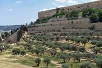 01 Oliviers dans la vallée du Cédron