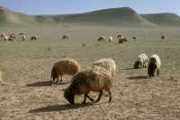811 Moutons entre l'Euphrate et Palmyre