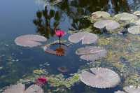 15 Le jardin botanique - Nénuphars